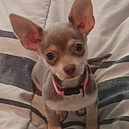 Nala is registered to the contest to win money with this photo: adorable, animal, bed, blanket, canine, chihuahua, collar, cute, dog, ears, eyes, fur, indoor, looking_up, pet, portrait, puppy, sitting, small_dog, young