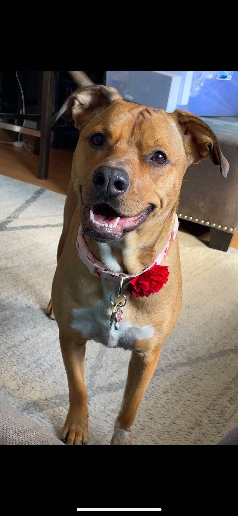 Mila joined the competition — help win amazing prizes! canidae, carnivore, collar, companion_dog, dog, dog_breed, dog_clothes, dog_collar, dog_supply, fawn, fur, leash, liver, pet_supply, smile, snout, sporting_group, street_dog, whiskers, working_animal