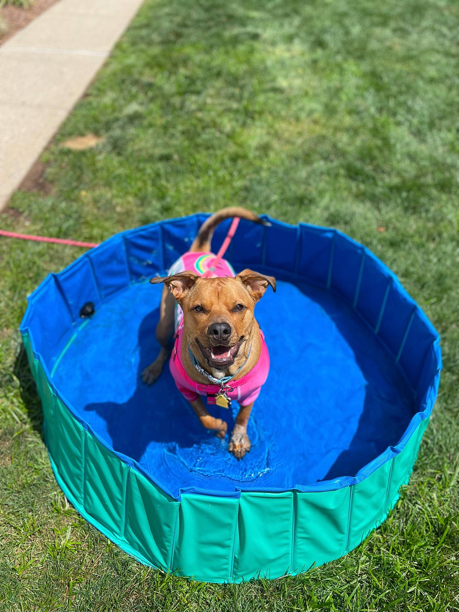 Mila joined the competition — help win amazing prizes! canidae, carnivore, collar, companion_dog, dog, dog_breed, dog_clothes, dog_collar, dog_supply, electric_blue, fawn, fun, grass, leisure, pet_supply, play, recreation, sporting_group, toy, working_animal