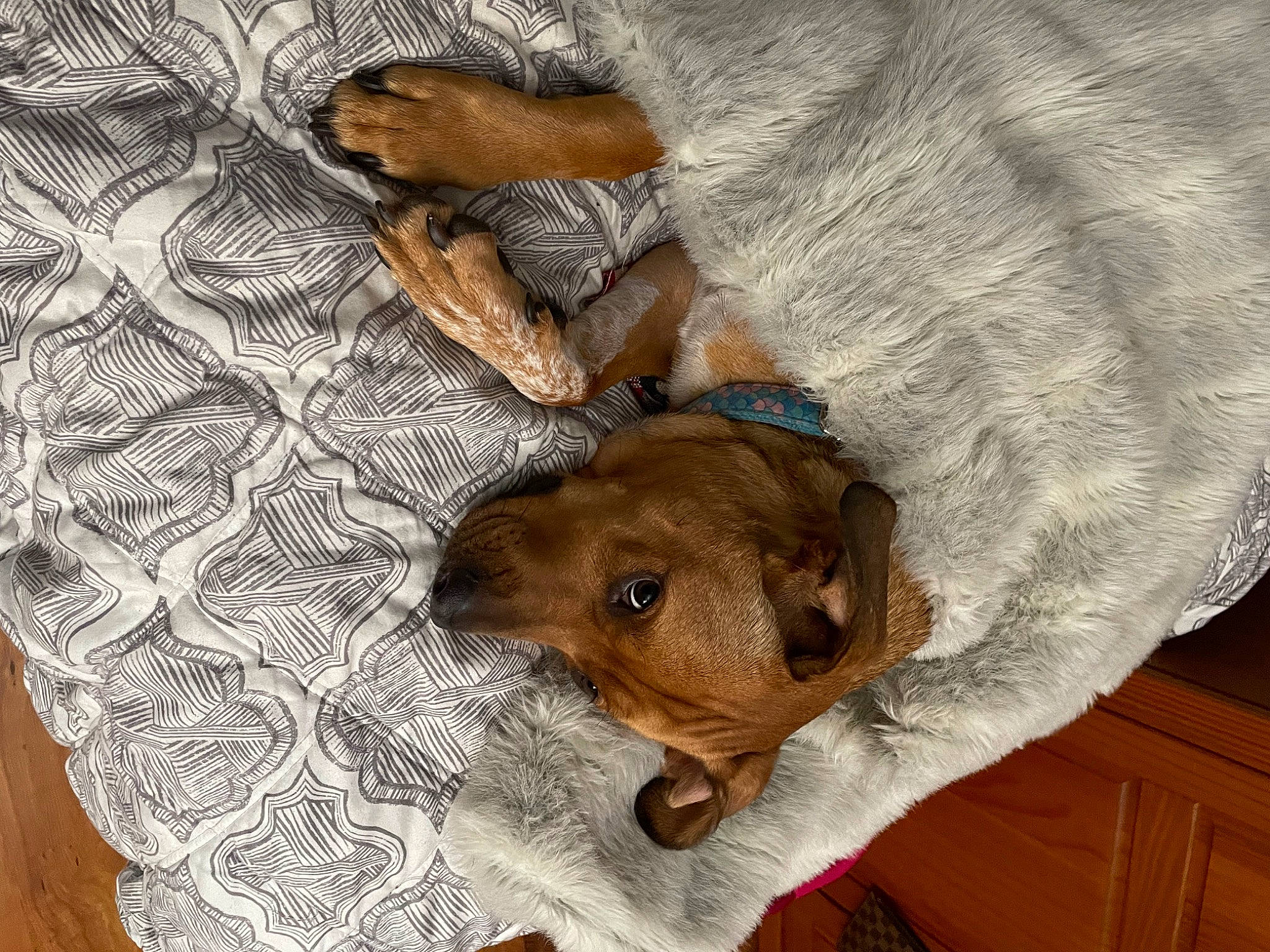 Mila is registered to the contest to win money with this photo: brown, canidae, carnivore, comfort, companion_dog, dog, dog_breed, ear, fawn, fur, hardwood, liver, paw, pet_supply, snout, sporting_group, toy_dog, whiskers, wood, working_animal