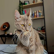 Jeliel participe au concours pour gagner de l'argent avec cette photo : animal, bedspread, blurred_background, bottles, cat, cozy, curious, cute, domestic, feline, fur, grooming, indoor, paw, pet, portrait, relaxed, shelf, whiskers, yellow_eyes