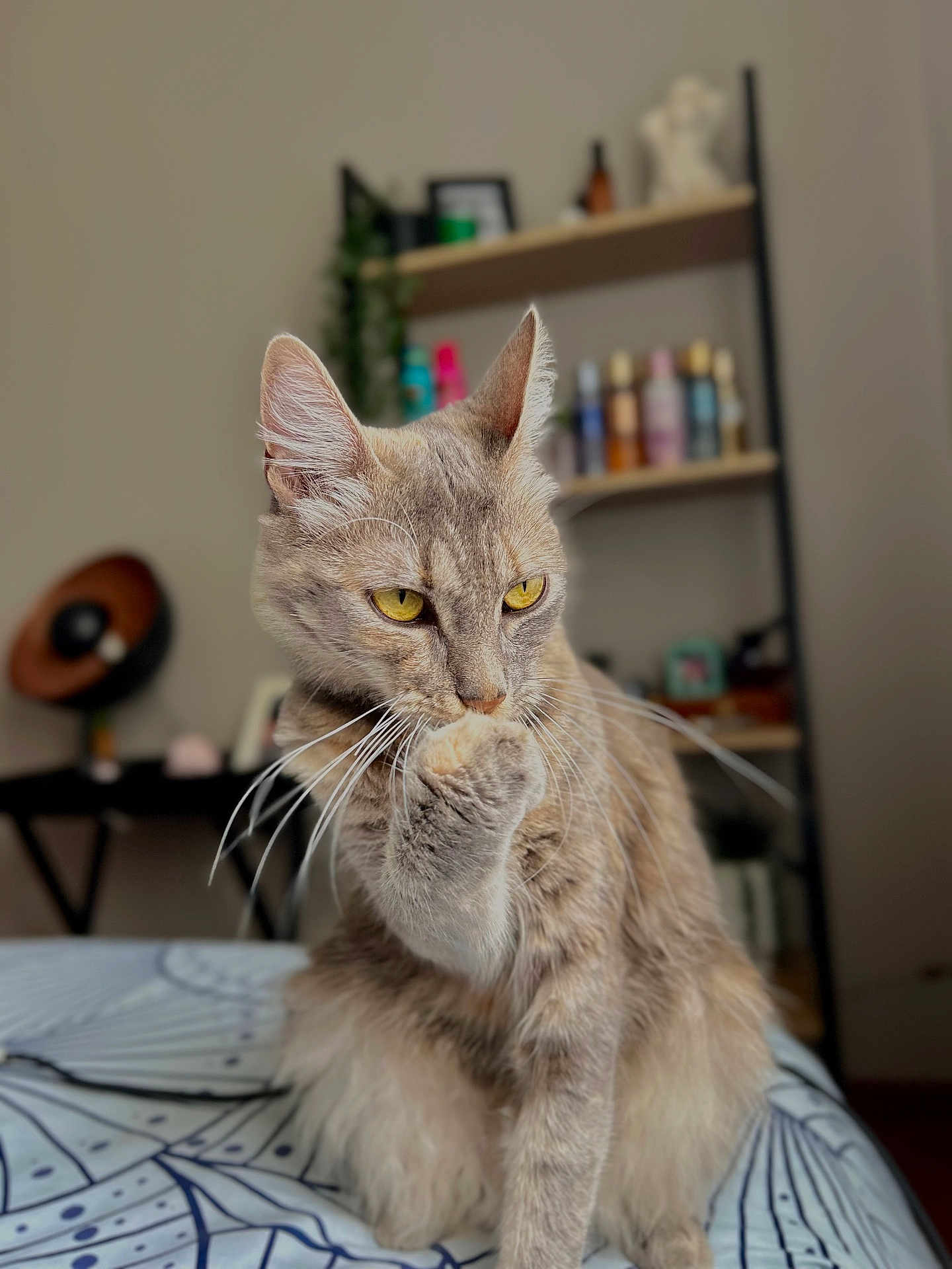 Jeliel participe au concours pour gagner de l'argent avec cette photo : animal, bedspread, blurred_background, bottles, cat, cozy, curious, cute, domestic, feline, fur, grooming, indoor, paw, pet, portrait, relaxed, shelf, whiskers, yellow_eyes
