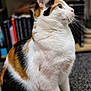 animal, attention, blurred_background, books, bookshelf, calico, carpet, cat, closeup, curious, domestic, feline, fur, indoor, mammal, pet, portrait, side_view, sitting, whiskers