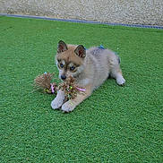 Molly participe au concours pour gagner de l'argent avec cette photo : puppy, dog, toy, grass, playing, blue_eyes, young_dog, pet, outdoor, cute, animal, fur, paw, laying_down, green, small_dog, canine, domestic_animal, rope_toy, playful