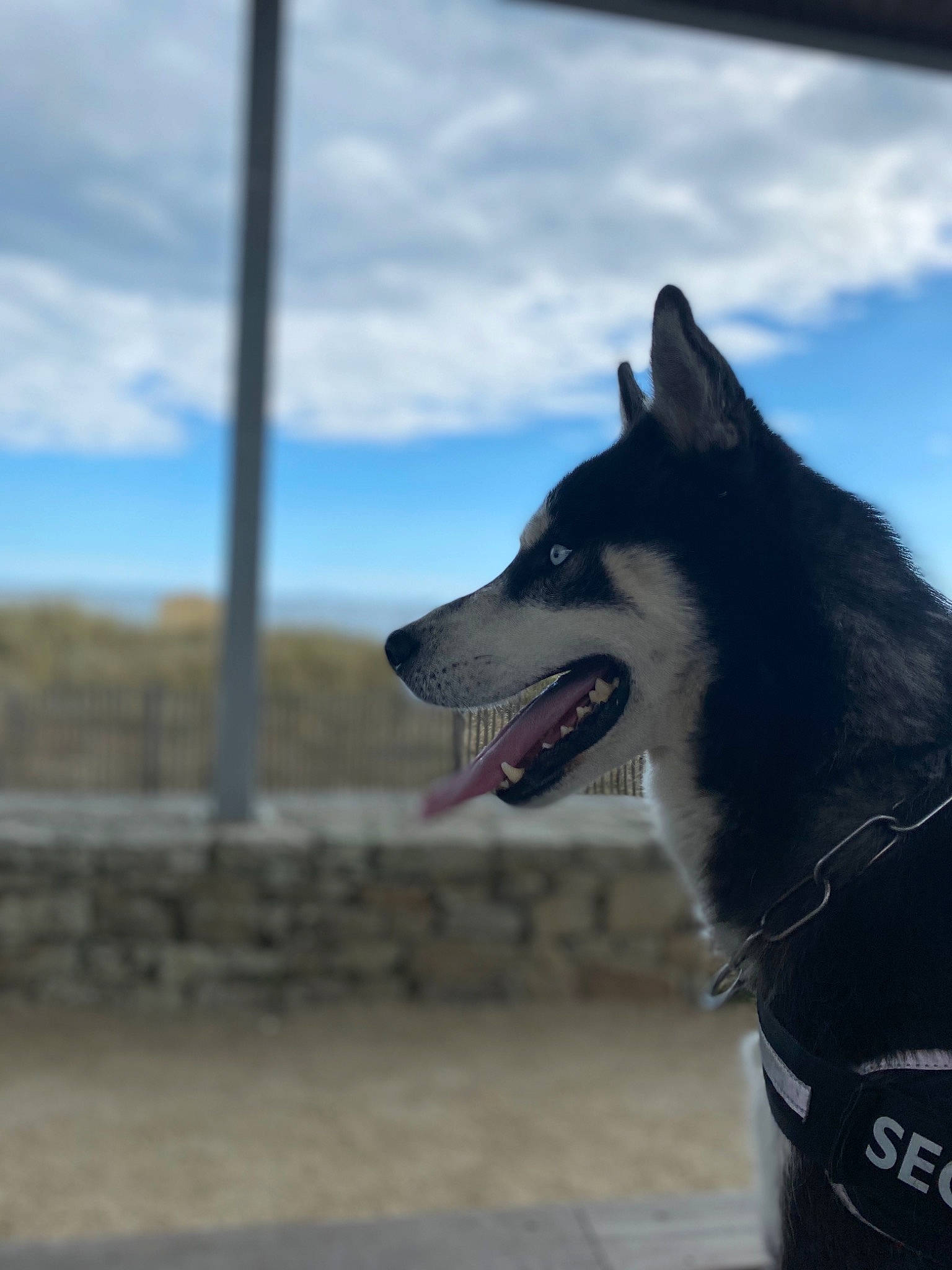 Jablo participe au concours pour gagner de l'argent avec cette photo : canidae, canis, carnivore, dog, dog_breed, east_siberian_laika, greenland_dog, lapponian_herder, mammal, northern_inuit_dog, rare_breed_dog, sakhalin_husky, seppala_siberian_sleddog, siberian_husky, sky, sled_dog, sporting_group, tamaskan_dog, vertebrate, working_dog