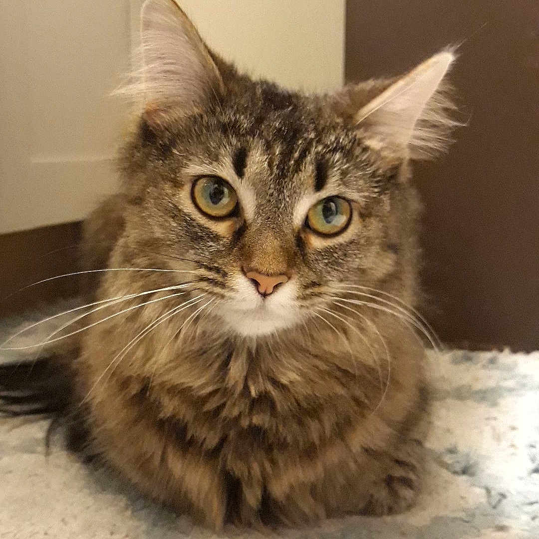 Harley joined the competition — help win amazing prizes! asian, asian_semi_longhair, british_semi_longhair, carnivore, cat, domestic_long_haired_cat, domestic_short_haired_cat, dragon_li, european_shorthair, felidae, kitten, maine_coon, mammal, norwegian_forest_cat, pixie_bob, siberian, small_to_medium_sized_cats, tabby_cat, vertebrate, whiskers