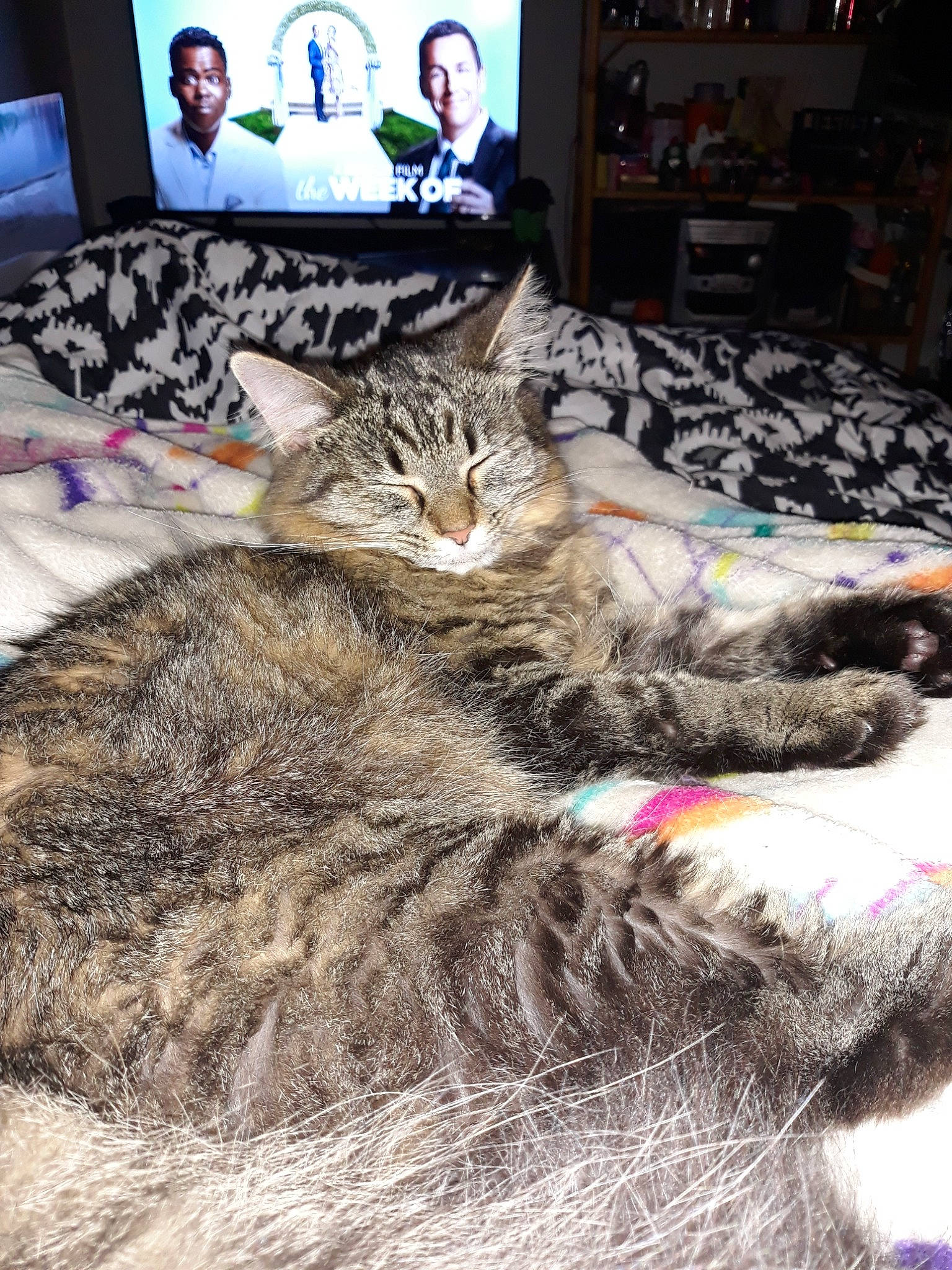 Harley joined the competition — help win amazing prizes! american_shorthair, asian, bed, bed_sheet, carnivore, cat, domestic_short_haired_cat, dragon_li, european_shorthair, felidae, fur, furniture, joy, kitten, linens, person, pixie_bob, room, small_to_medium_sized_cats, tabby_cat