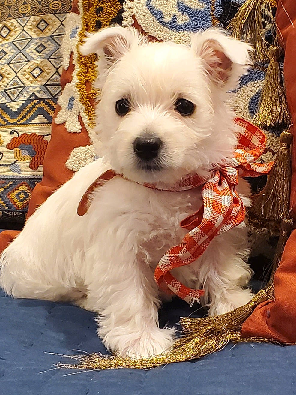 Spice is registered to the contest to win money with this photo: canidae, carnivore, collar, companion_dog, dog, dog_breed, dog_supply, fawn, fur, maltepoo, pattern, puppy, small_terrier, snout, sporting_group, terrestrial_animal, terrier, toy_dog, whiskers, working_animal