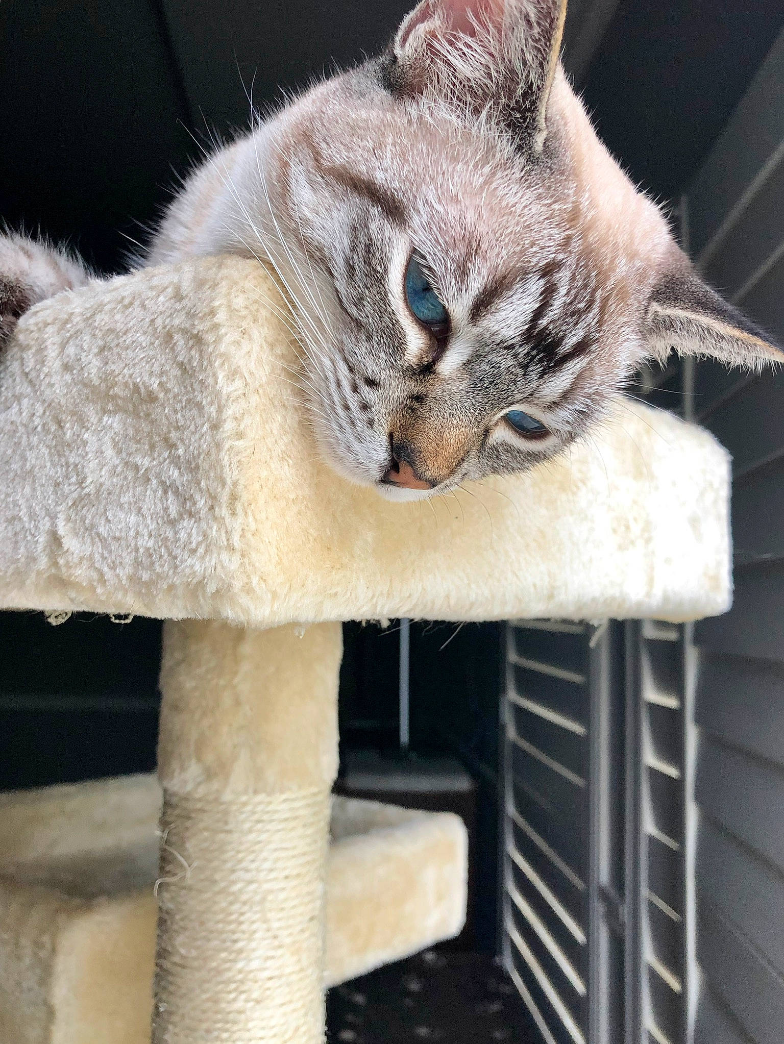 Smokey joined the competition — help win amazing prizes! animal_shelter, carnivore, cat, cat_furniture, cat_supply, claw, domestic_short_haired_cat, fawn, felidae, fur, paw, pet_supply, small_to_medium_sized_cats, snout, tail, whiskers, window, wood