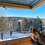cat, gray_cat, window, wooden_ledge, snow, winter, trees, outdoor, nature, sunlight, blue_sky, animal, pet, curious, feline, daylight, scenery, peaceful, landscape, looking_out