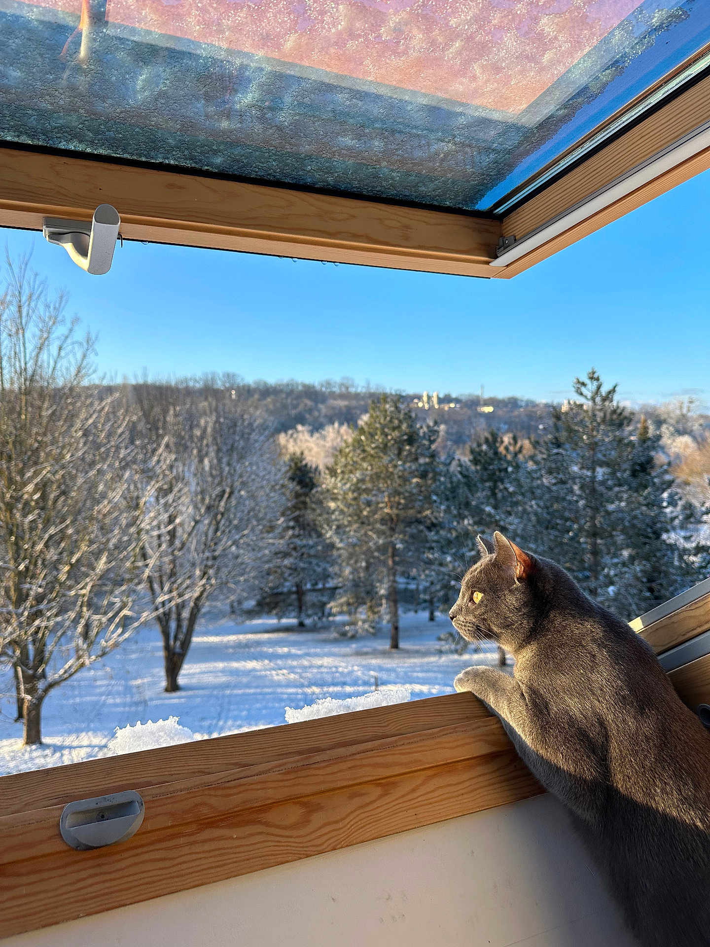 Rio participe au concours pour gagner de l'argent avec cette photo : cat, gray_cat, window, wooden_ledge, snow, winter, trees, outdoor, nature, sunlight, blue_sky, animal, pet, curious, feline, daylight, scenery, peaceful, landscape, looking_out