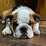adorable, brown_white, bulldog, close_up, dog, ears, face, hardwood_floor, harness, indoor, muzzle, nose, paw, pet, puppy, resting, sleeping, snout, wooden_floor, wrinkled_face