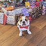 bow_tie, bulldog, christmas_tree, colorful_lights, decorations, dog, festive, gift_wrap, hardwood_floor, holiday, indoor, ornaments, paws, pet, portrait, presents, sitting, stocking_stuffer, tinsel, wrapped_gifts
