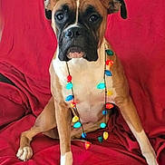 Josie joined the competition — help win amazing prizes! animal, boxer, brown_fur, christmas_lights, costume, couch, cute, dog, expression, festive, holiday, indoor, light_up, paws, pet, portrait, red_blanket, reindeer_antlers, sitting, white_chest