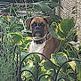 Josie joined the competition — help win amazing prizes! backyard, boxer_dog, brick_wall, collar, curious, dog, fence, foliage, garden, greenery, hosta, leaves, nature, outdoor, pet, plants, portrait, sitting, stones, wrought_iron