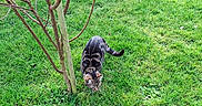 Grisou participe au concours pour gagner de l'argent avec cette photo : animal, cat, curious, daylight, feline, garden, grass, greenery, leafless_tree, mammal, nature, outdoor, pet, plant, small_tree, sniffing, spring, tabby, tree, walking