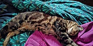 Grisou a rejoint le concours — aidez-le/la à gagner de superbes lots ! animal, bed, blanket, cat, comfort, cozy, domestic, floral_pattern, fur, furniture, home, indoor, pet, purple, relaxation, resting, sleeping, striped, tabby, teal