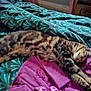 animal, bed, blanket, cat, comfort, cozy, domestic, floral_pattern, fur, furniture, home, indoor, pet, purple, relaxation, resting, sleeping, striped, tabby, teal