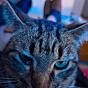 Grisou a rejoint le concours — aidez-le/la à gagner de superbes lots ! animal, blue_eyes, blue_tone, cat, close_up, dramatic_lighting, eyes, face, feline, fur, gray_fur, indoor, pet, photography, portrait, relaxed, staring, striped_fur, tabby, whiskers