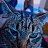 animal, blue_eyes, blue_tone, cat, close_up, dramatic_lighting, eyes, face, feline, fur, gray_fur, indoor, pet, photography, portrait, relaxed, staring, striped_fur, tabby, whiskers