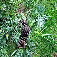 Grisou a rejoint le concours — aidez-le/la à gagner de superbes lots ! animal, brown_shoe, camouflage, cat, feline, footwear, garden, grass, greenery, ground, leafy_plants, nature, outdoor, pet, plants, relaxing, resting, shoe, tabby_cat, top_view