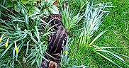 Grisou a rejoint le concours — aidez-le/la à gagner de superbes lots ! animal, brown_shoe, camouflage, cat, feline, footwear, garden, grass, greenery, ground, leafy_plants, nature, outdoor, pet, plants, relaxing, resting, shoe, tabby_cat, top_view