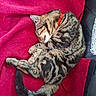 cat, tabby_cat, sleeping, curled_up, red_blanket, feline, pet, domestic_animal, striped_fur, collar, cozy, relaxed, resting, indoor, animal, cute, fur, paw, tail, comfort