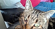 Grisou participe au concours pour gagner de l'argent avec cette photo : blanket, blue_jeans, blurred, casual, cat, couch, expression, furniture, home, indoor, leisure, living_room, man, pillow, red_shirt, relaxed, resting, seated, tabby_cat, wooden_furniture