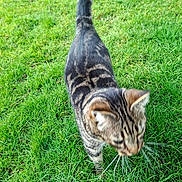 Grisou participe au concours pour gagner de l'argent avec cette photo : animal, blur, cat, closeup, daylight, domestic_cat, fauna, field, fur, grass, greenery, mammal, nature, outdoor, pet, tabby_cat, walking, walking_cat, whiskers, young_cat