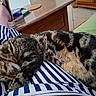 Grisou a rejoint le concours — aidez-le/la à gagner de superbes lots ! cat, cozy, cushion, furry, indoor, lap, living_room, nap, person, pet, relaxed, sandals, sleeping, striped_clothing, striped_fur, sunlight, tabby_cat, table, whiskers, wooden_furniture