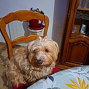 Tagada participe au concours pour gagner de l'argent avec cette photo : animal, brown, chair, cream, dog, eyes, face, fluffy, home_decor, indoors, long_hair, nose, pet, plant, portrait, shaggy_coat, sitting, table, tablecloth, wooden_furniture