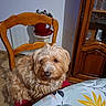 animal, brown, chair, cream, dog, eyes, face, fluffy, home_decor, indoors, long_hair, nose, pet, plant, portrait, shaggy_coat, sitting, table, tablecloth, wooden_furniture