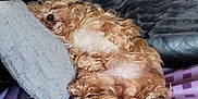 Tagada participe au concours pour gagner de l'argent avec cette photo : animal, bed, bedroom, canine, chair, cockerspaniel, couch, cushion, dog, furniture, homedecor, indoors, person, pet, pillow, poodle, puppy, room, sleeping, terrier