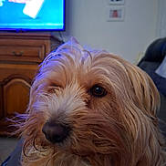 Tagada participe au concours pour gagner de l'argent avec cette photo : animal, brown_fur, cabinet, canine, close_up, companion, cute, dog, domestic, face, fluffy, fur, furniture, indoor, living_room, mammal, pet, portrait, scruffy, television