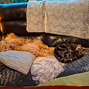 Tagada participe au concours pour gagner de l'argent avec cette photo : animal, blanket, cat, companion, couch, cozy, curled_up, dog, fur, furniture, home, indoor, leather, pet, pillow, relaxation, resting, sleeping, tabby_cat, warm_light