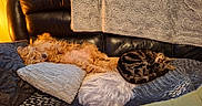 Tagada participe au concours pour gagner de l'argent avec cette photo : animal, blanket, cat, companion, couch, cozy, curled_up, dog, fur, furniture, home, indoor, leather, pet, pillow, relaxation, resting, sleeping, tabby_cat, warm_light