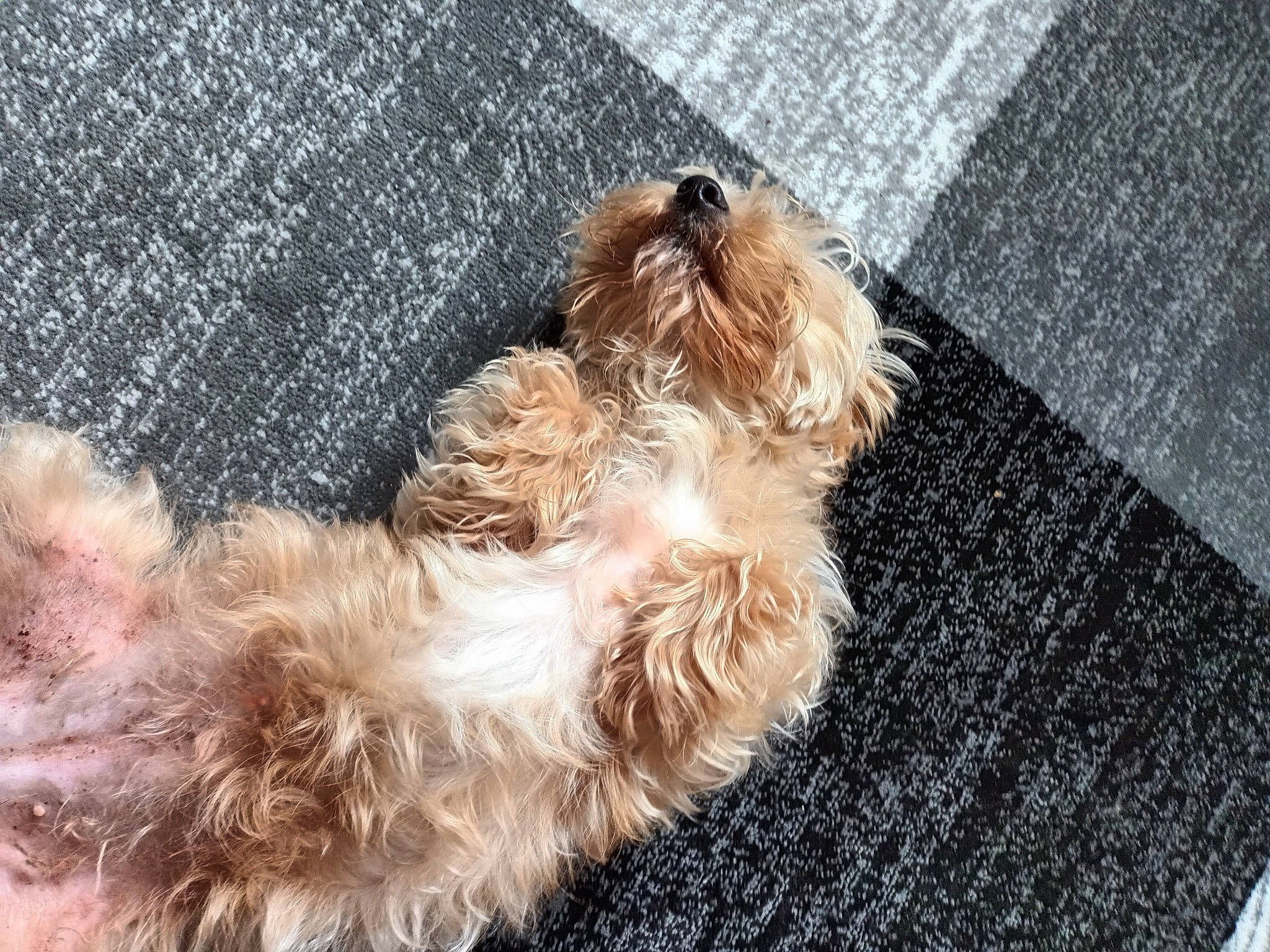 Tagada a rejoint le concours — aidez-le/la à gagner de superbes lots ! asphalt, canidae, carnivore, companion_dog, dog, dog_breed, dog_collar, dog_supply, fashion_accessory, fawn, fur, liver, natural_material, small_terrier, snout, sporting_group, tail, terrier, toy_dog, working_animal