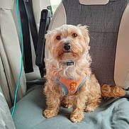 Tagada a rejoint le concours — aidez-le/la à gagner de superbes lots ! animal, blanket, brown, canine, car_seat, companion, cozy, cute, dog, fluffy, fur, harness, indoors, pet, portrait, seatbelt, sitting, tail, vehicle, window