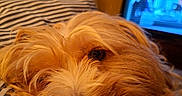 Tagada participe au concours pour gagner de l'argent avec cette photo : animal, bedroom, blanket, canine, close_up, comfort, cozy, dog, fluffy, fur, indoor, lying_down, nose, pet, relaxing, resting, sleepy, soft, striped, warm_lighting