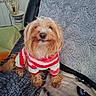 Tagada participe au concours pour gagner de l'argent avec cette photo : animal, blanket, canine, comfort, couch, cozy, cute, dog, fluffy, fur, furry, home, indoor, looking_up, pet, portrait, seated, small_dog, striped_sweater, warm_lighting