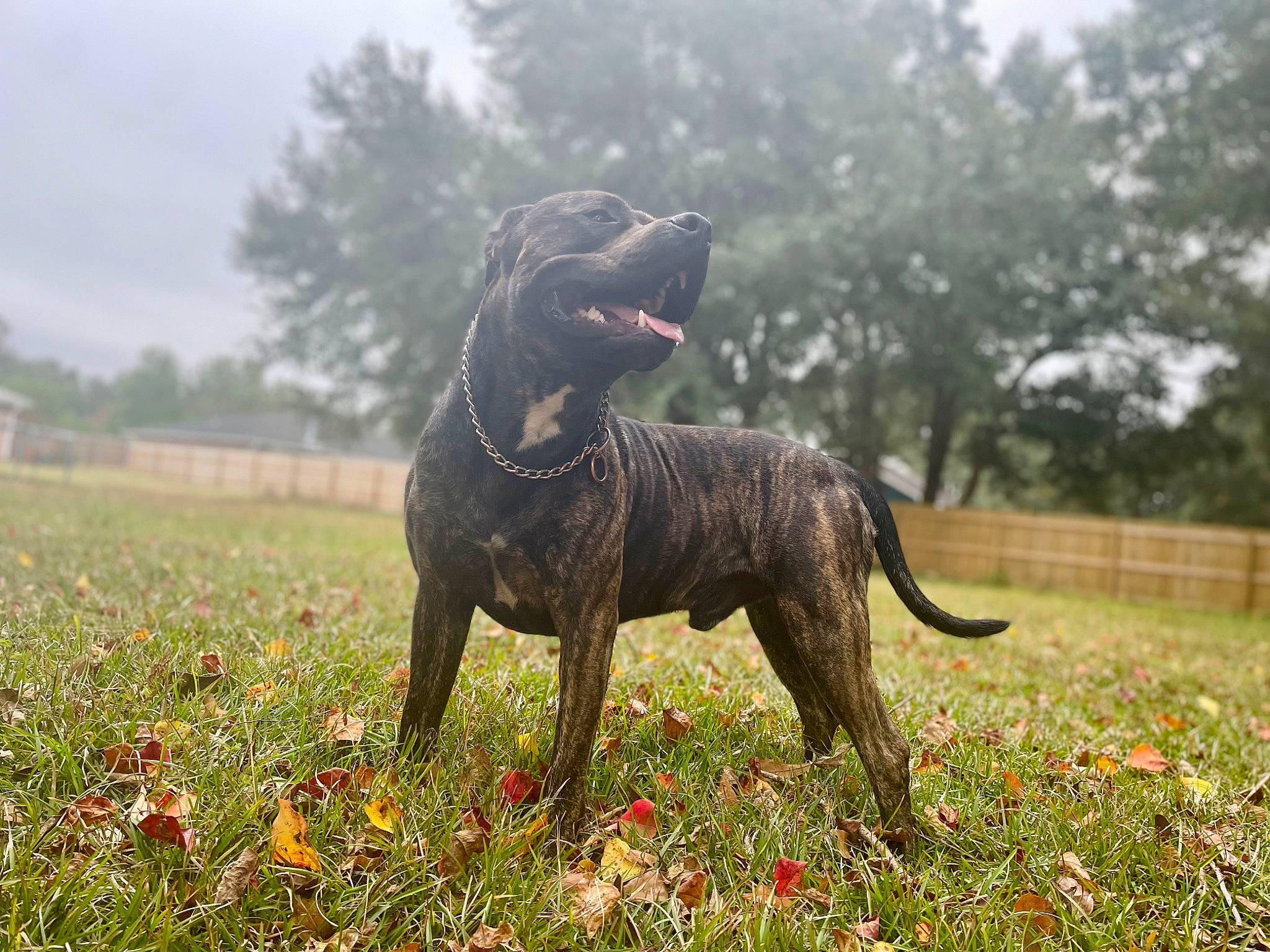 Outlaw joined the competition — help win amazing prizes! art, carnivore, collar, companion_dog, dog, dog_breed, dog_collar, fawn, flower, grass, grassland, gun_dog, liver, meadow, plant, sky, tail, terrestrial_animal, tree, working_animal