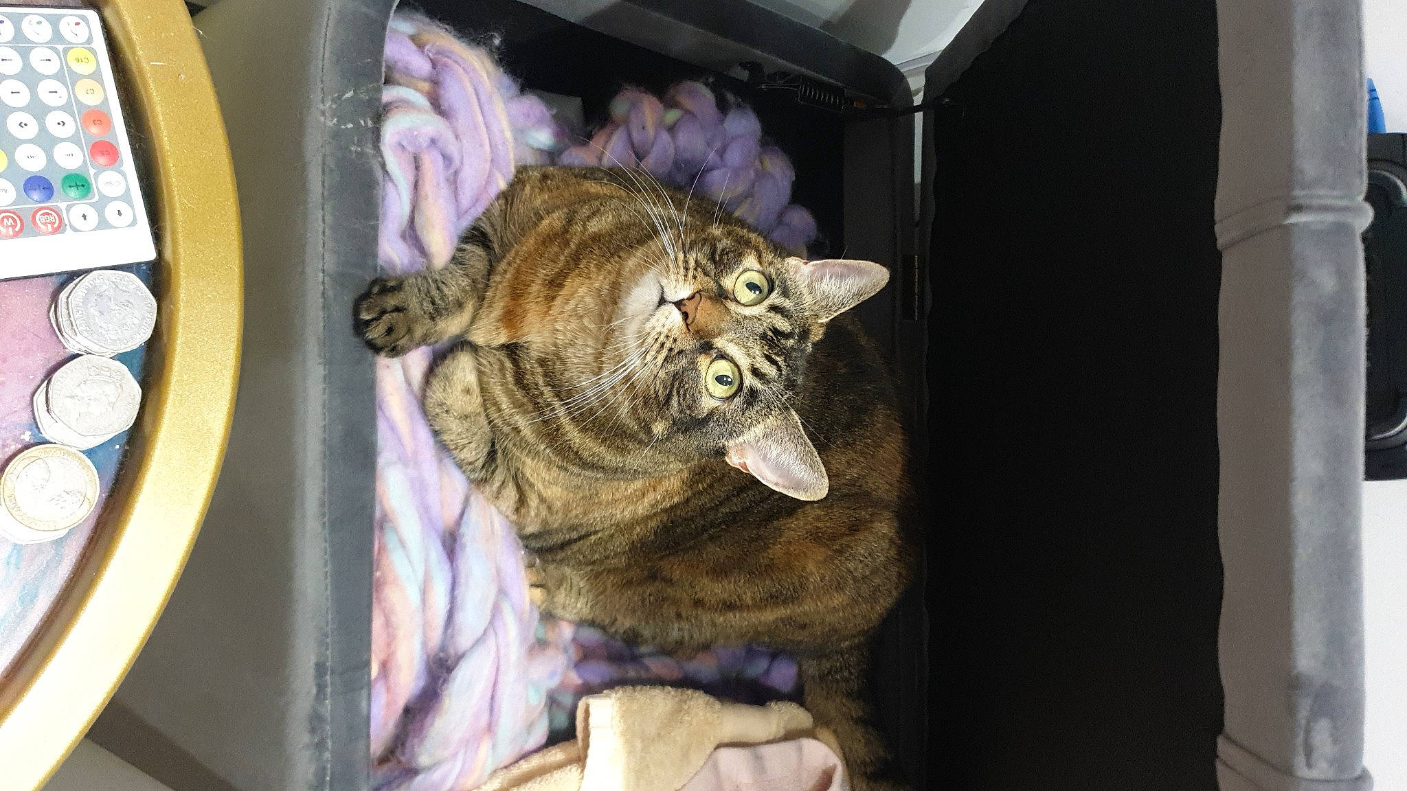 Tigger is registered to the contest to win money with this photo: carnivore, cat, circle, domestic_short_haired_cat, felidae, fur, plate, room, small_to_medium_sized_cats, snout, tail, terrestrial_animal, toy, visual_arts, whiskers, wildlife, wrinkle