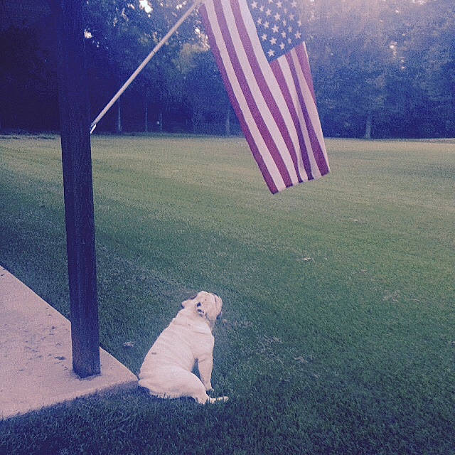 Fred is registered to the contest to win money with this photo: atmosphere, carnivore, chair, cloud, companion_dog, dog_breed, electric_blue, flag, flag_of_the_united_states, grass, landscape, lawn, meteorological_phenomenon, plant, shade, shadow, sporting_group, tail, tints_and_shades, tree