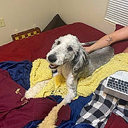 Malachi joined the competition — help win amazing prizes! adult, animal, bed, bedroom, blanket, canine, computer, couch, dog, electronics, female, furniture, indoors, laptop, pc, person, pet, poodle, room, woman