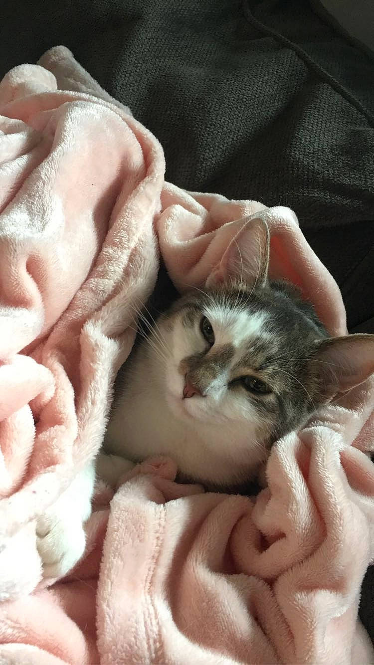 Gibby joined the competition — help win amazing prizes! carnivore, cat, claw, close_up, comfort, domestic_short_haired_cat, fawn, felidae, finger, fur, gesture, linens, nail, pattern, paw, peach, petal, small_to_medium_sized_cats, whiskers, wool