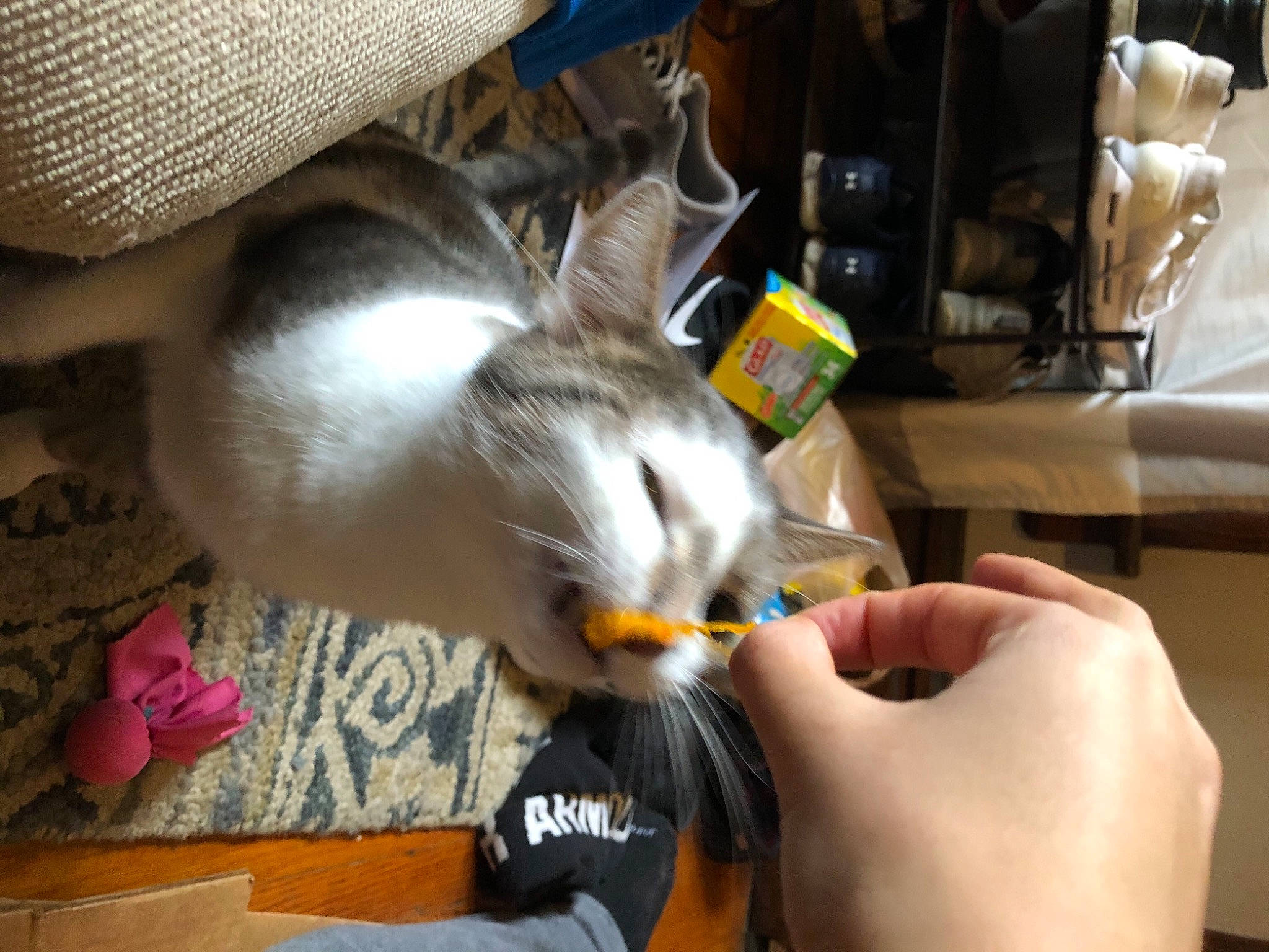 Gibby is registered to the contest to win money with this photo: box, canidae, carnivore, cat, claw, comfort, domestic_short_haired_cat, fawn, felidae, fur, nail, paw, pet_vitamins_supplements, small_to_medium_sized_cats, tail, toy, whiskers