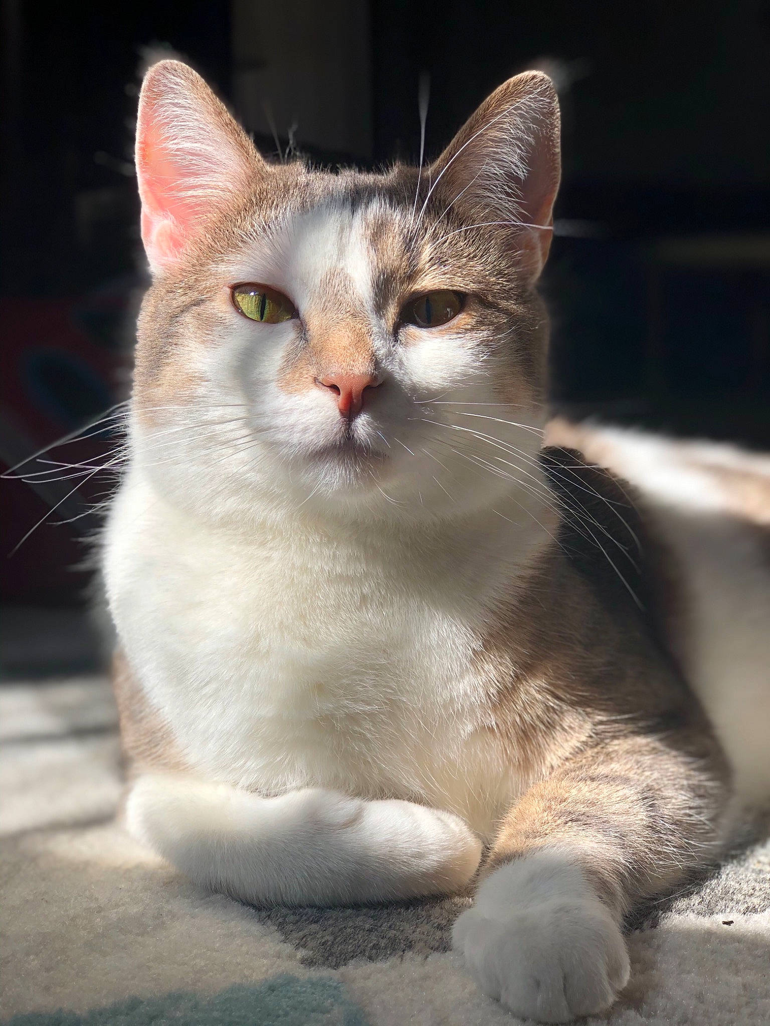 Gibby joined the competition — help win amazing prizes! carnivore, cat, curious, domestic_short_haired_cat, eye, fawn, felidae, foot, fur, paw, photo_caption, road_surface, sitting, small_to_medium_sized_cats, snout, tail, terrestrial_animal, whiskers, wildlife, window