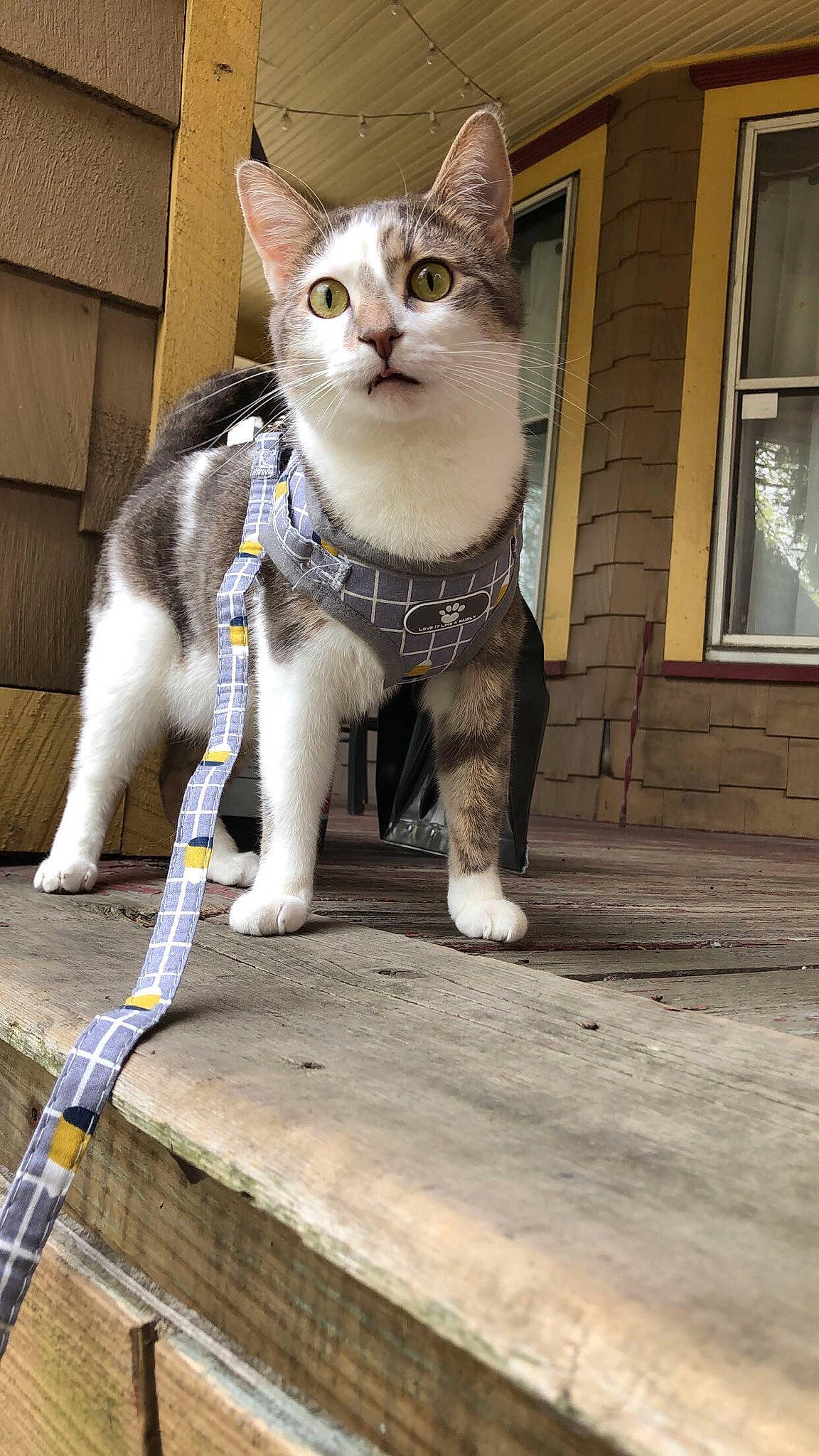 Gibby is registered to the contest to win money with this photo: carnivore, cat, collar, domestic_short_haired_cat, door, fawn, felidae, fur, grey, hardwood, leash, moustache, paw, sitting, small_to_medium_sized_cats, tail, whiskers, window, wood
