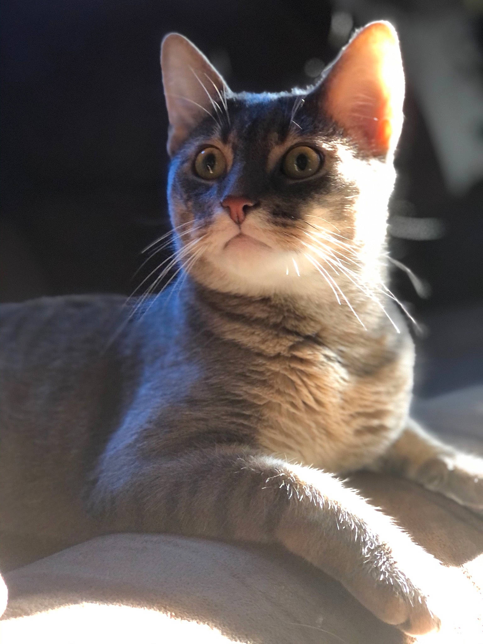 Milo is registered to the contest to win money with this photo: carnivore, cat, domestic_short_haired_cat, electric_blue, felidae, fur, iris, paw, sitting, small_to_medium_sized_cats, snout, tail, tree, whiskers, wildlife