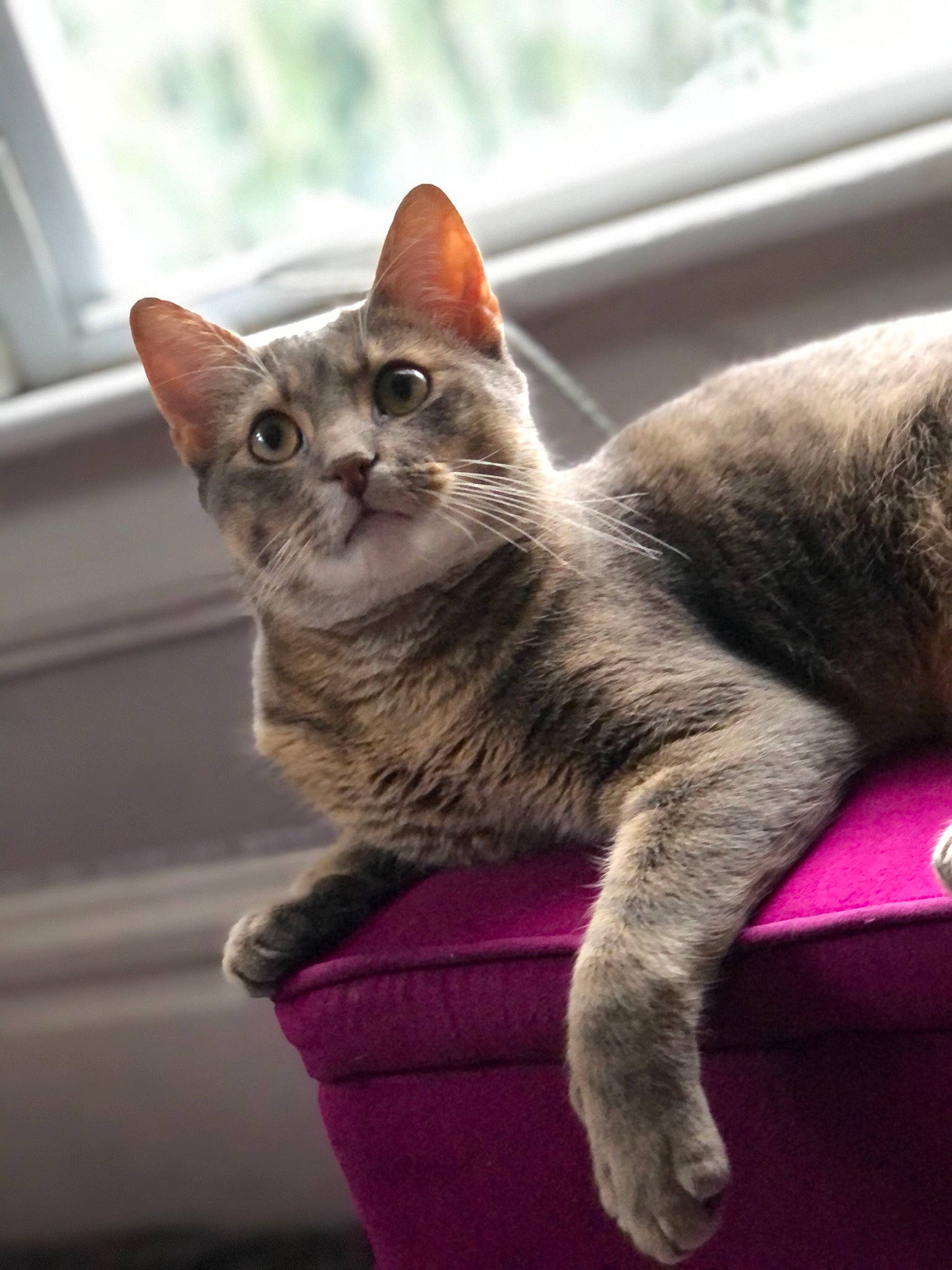 Milo is registered to the contest to win money with this photo: carnivore, cat, cat_supply, cat_toy, claw, domestic_short_haired_cat, fawn, felidae, fur, grey, paw, pet_supply, sitting, small_to_medium_sized_cats, snout, tail, terrestrial_animal, vertebrate, whiskers, wildlife